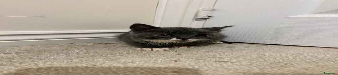 British Shorthair Kitten 3