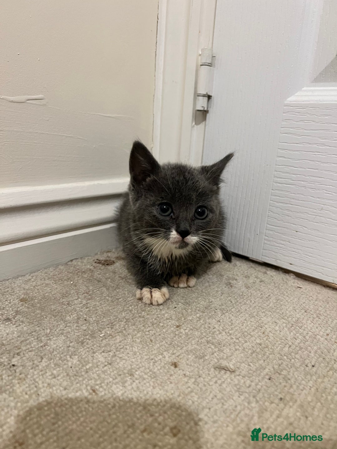 British Shorthair cats for sale: Stunning blue kittens  - Image 11