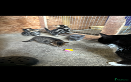 British Shorthair cats for sale: Beautiful kittens for sale - Image 16