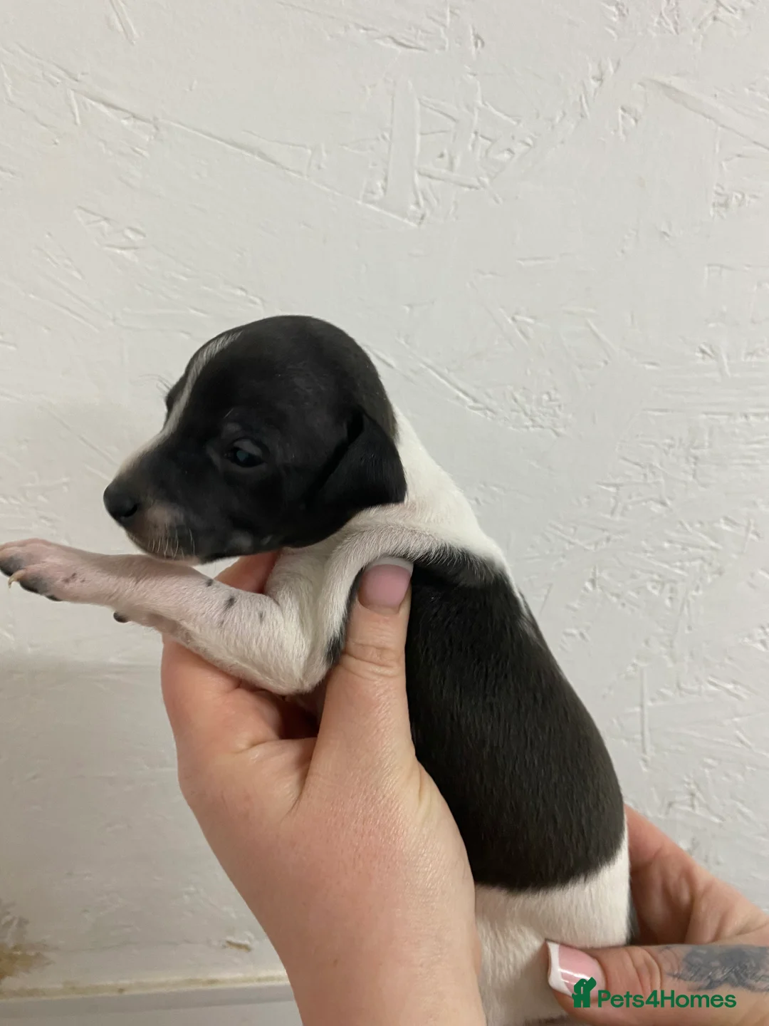 Italian Greyhound dogs for sale: Beautiful Italian Greyhound Puppies - Advert 6