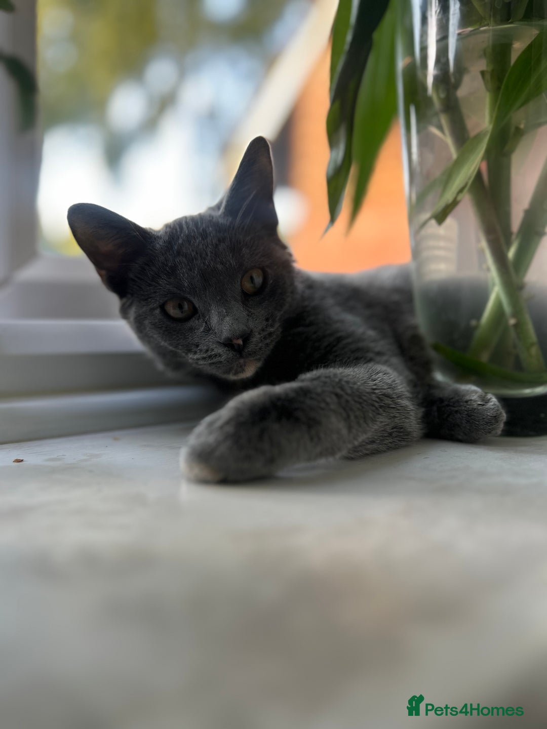 Russian Blue cats for sale: Beautiful Mixed Russian blue kittens  - Advert 3
