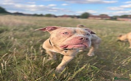 Staffordshire Bull Terrier dogs for sale: Staffordshire bull terrier - Image 4