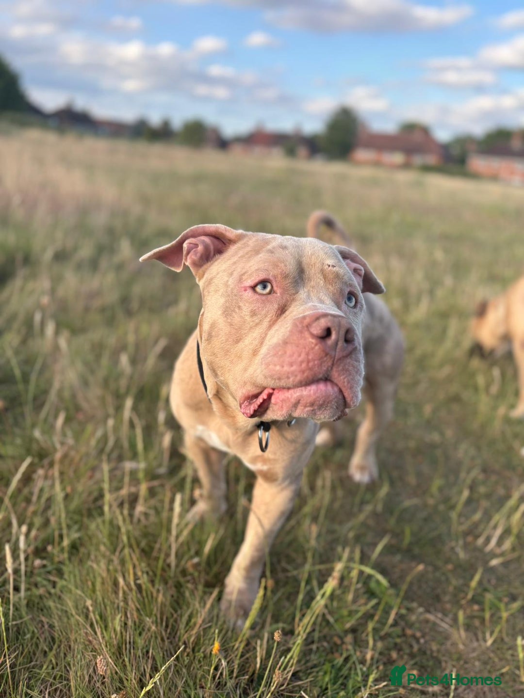 Staffordshire Bull Terrier dogs for sale: Staffordshire bull terrier - Image 4