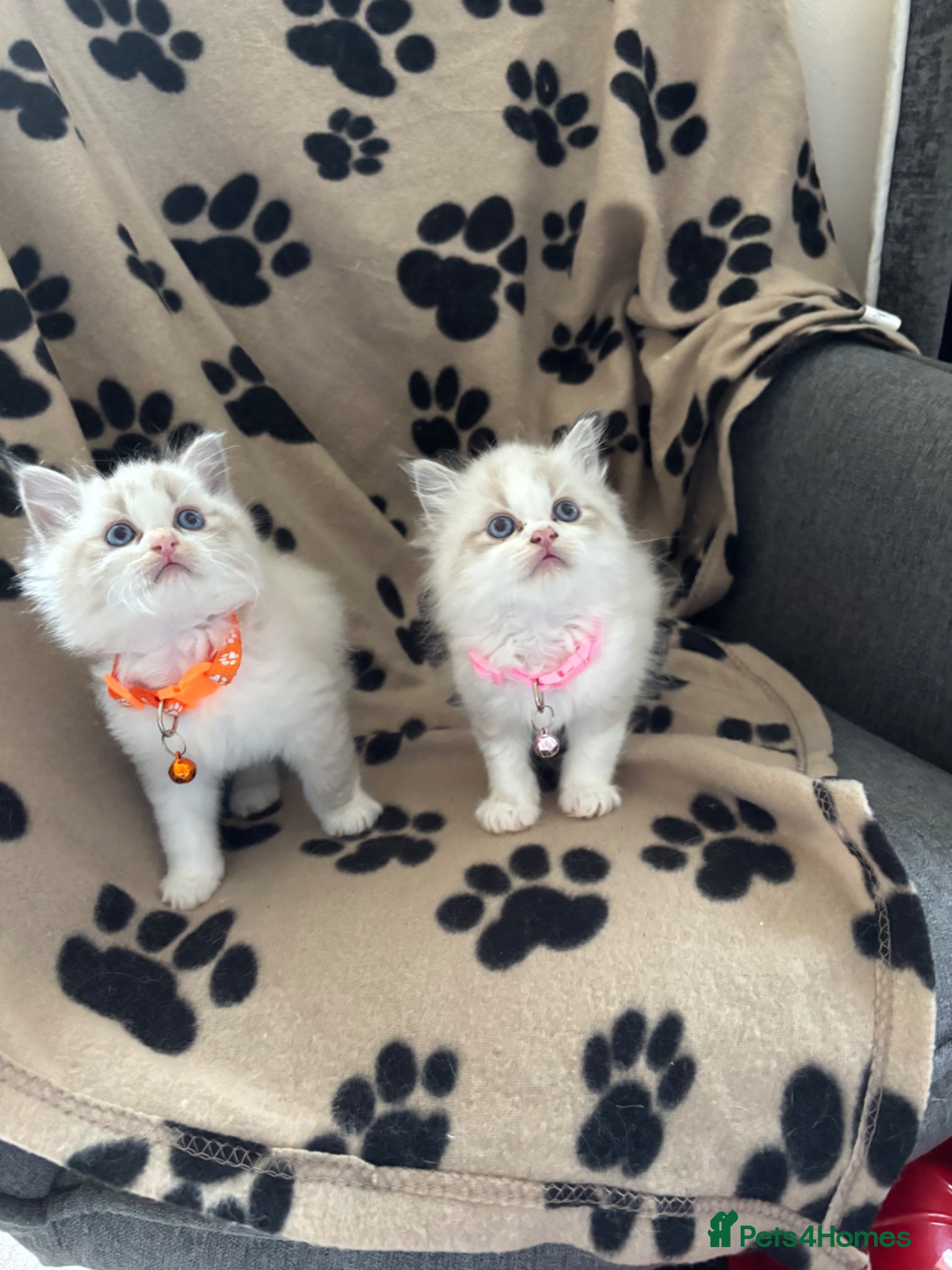 Ragdoll cats 1 Bicolour 2 seals Ragdoll kittens left - Advert 7