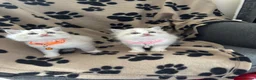 Ragdoll cats for sale: 1 Bicolour 2 seals Ragdoll kittens left - Advert 1