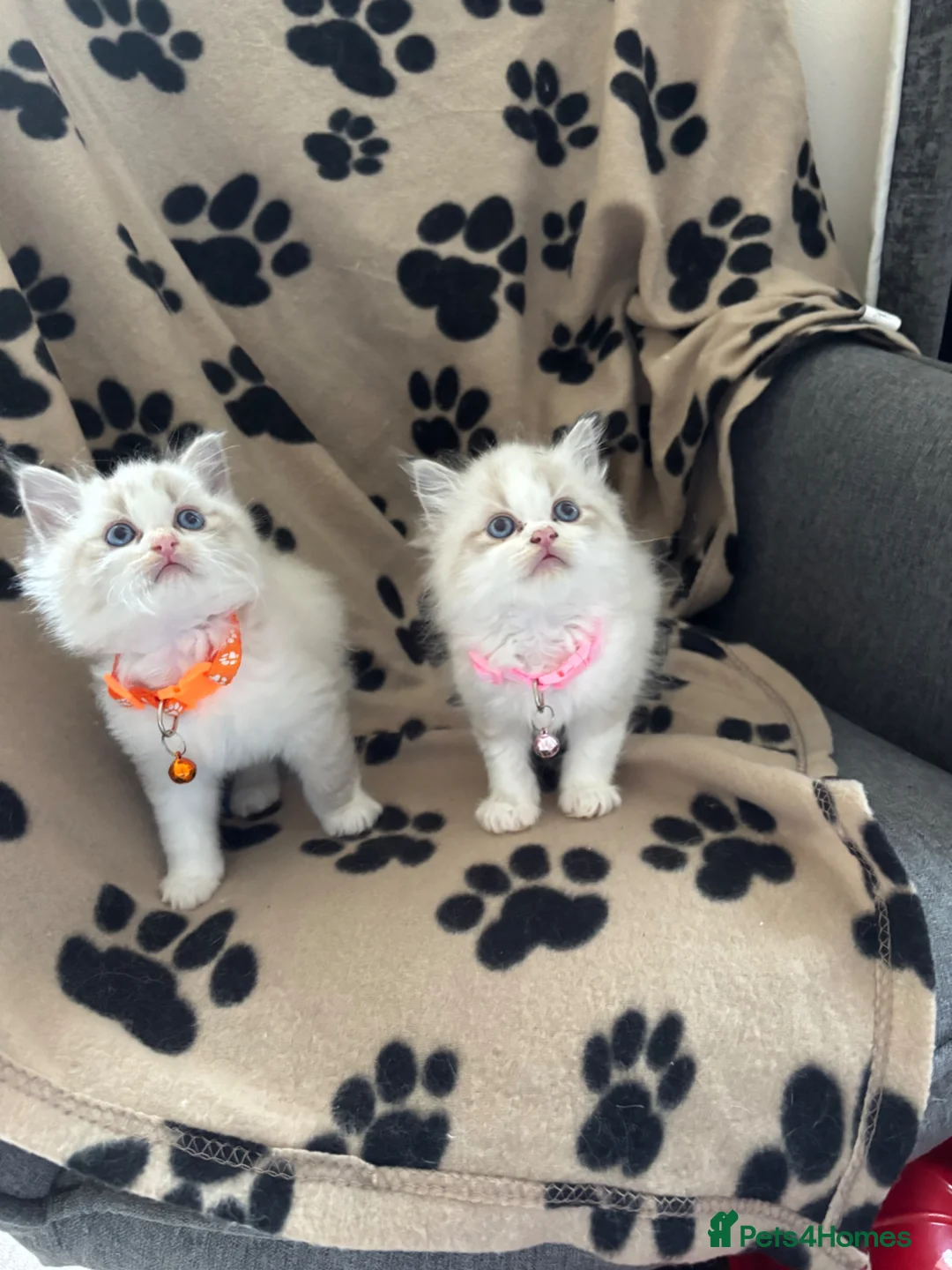 Ragdoll cats for sale: 1 Bicolour 2 seals Ragdoll kittens left - Advert 1