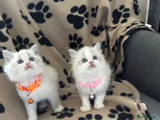 Ragdoll cats 1 Bicolour 2 seals Ragdoll kittens left - Advert 7