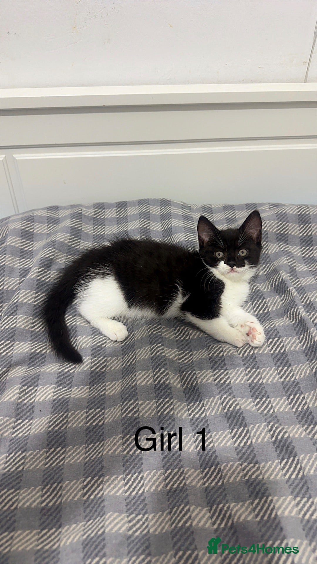 Mixed Breed cats for sale: Mixed kittens  - Advert 15