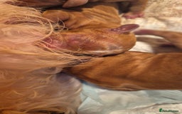 Cavapoo dogs for stud: PROVEN F1 Red Cavapoo stud-DNA Fully health tested - Image 5