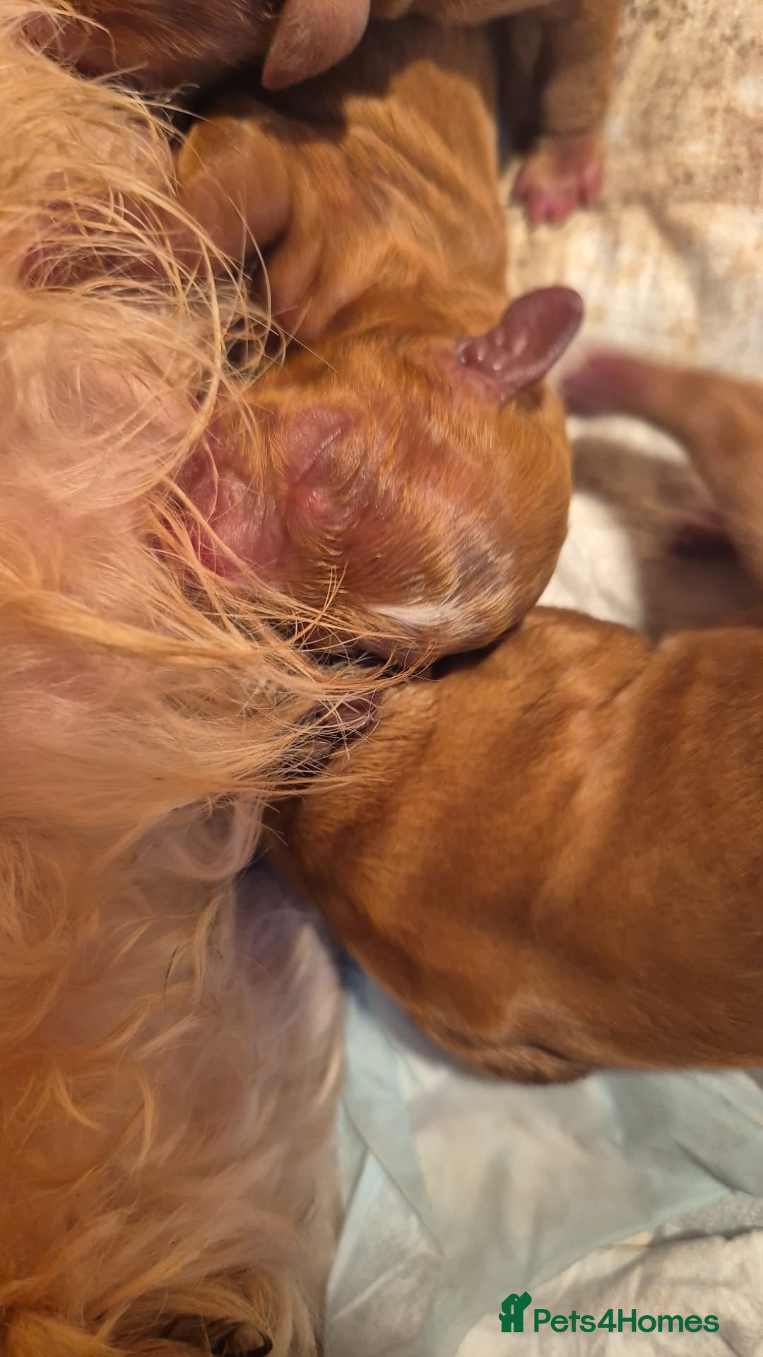 Cavapoo dogs for stud: PROVEN F1 Red Cavapoo stud-DNA Fully health tested - Image 5