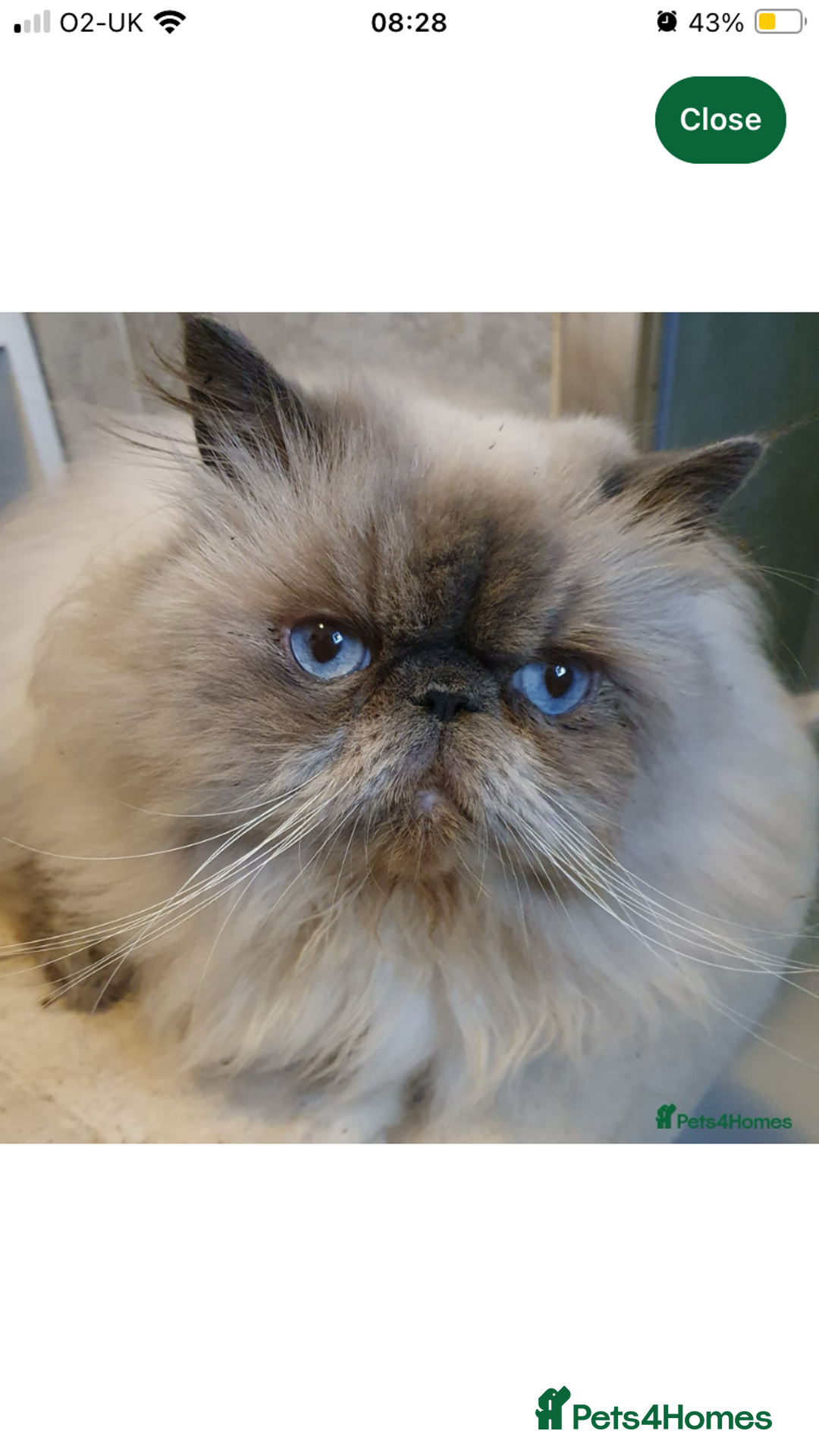 Persian cats for sale: 2 ULTRA AFFECTIONATE COLOURPOINT PERSIAN KITTENS  - Image 14