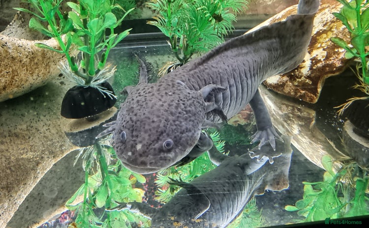 Axolotl reptiles - Advert 5