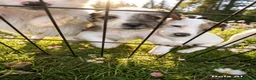 Jack Russell dogs for sale: Jack Russell puppies  in Dundee - Advert 5