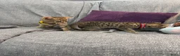 Domestic Shorthair cats for sale: Domestic shorthair kittens  - Advert 5