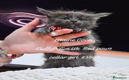Maine Coon cats for sale: Maine Coons FluffyPaws.Uk  - Image 11