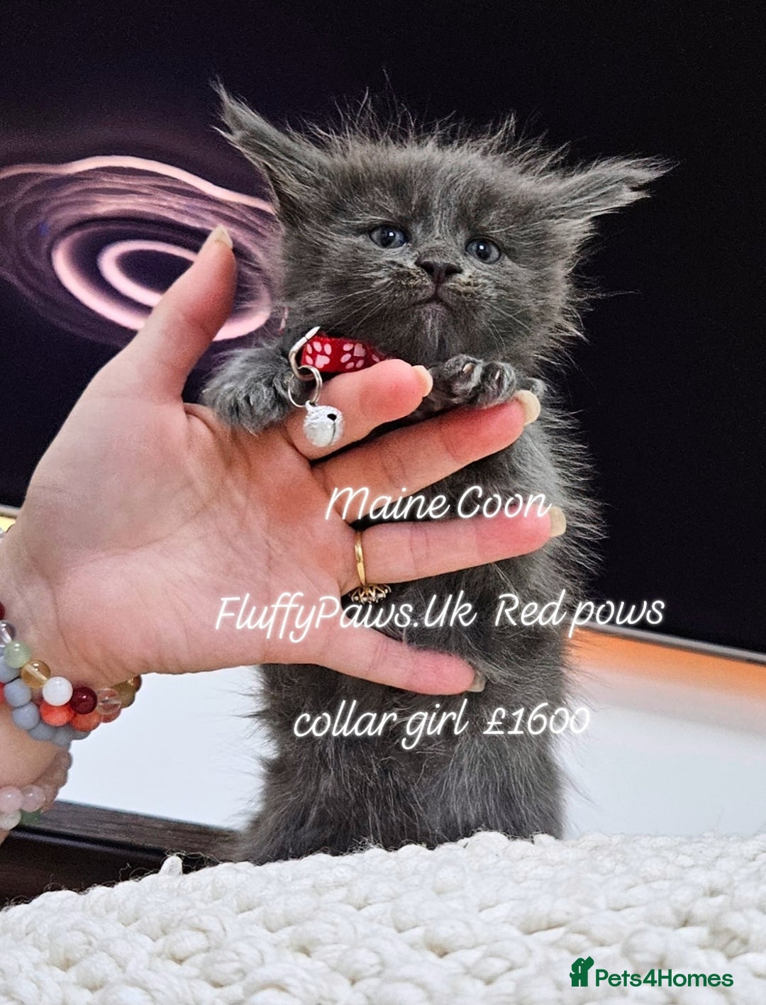 Maine Coon cats for sale: Maine Coons FluffyPaws.Uk  - Image 11