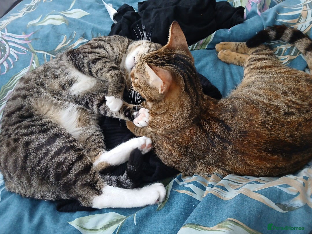 Bengal cats for sale: Half Bengal kittens - Image 6