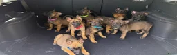 Belgian Shepherd Dog dogs for sale: Belgium Mali pups - Advert 8