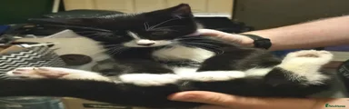 Domestic Shorthair Kitten 2