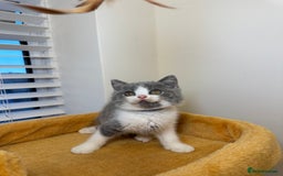 British Shorthair cats for sale: 🐻 STUNNING GIRL GCCF REGISTERED REDUCED LAST 1 🐻 - Image 30