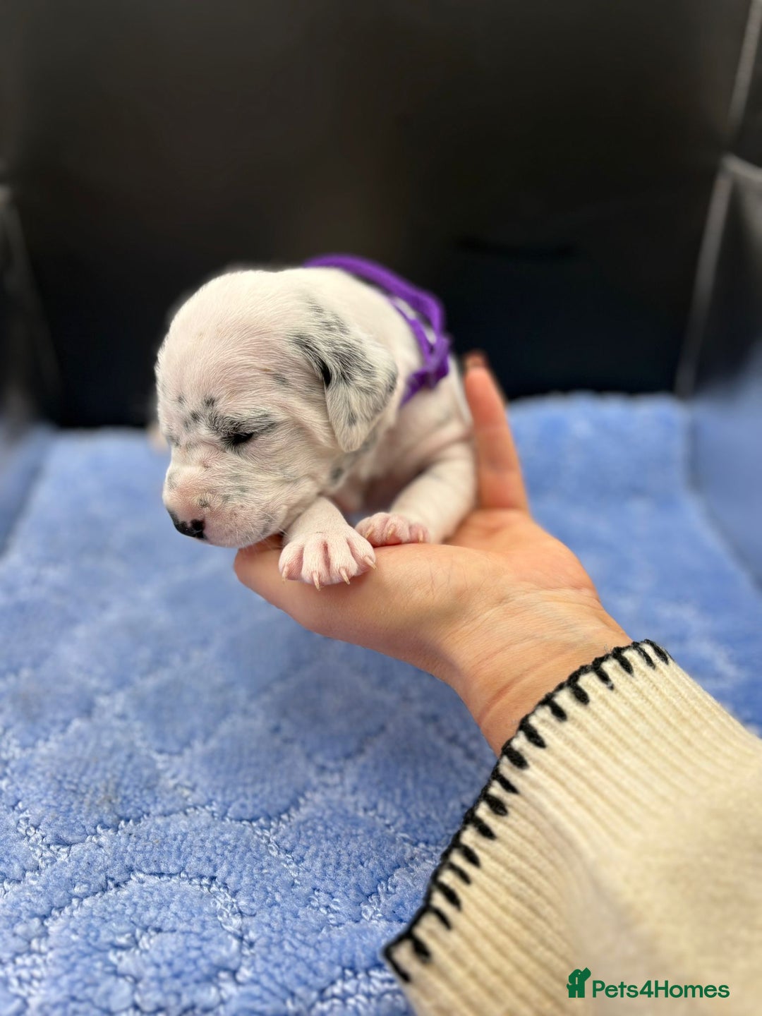 Dalmatian dogs for sale: 5 Generation KC Registered Dalmatians Boys - Advert 15