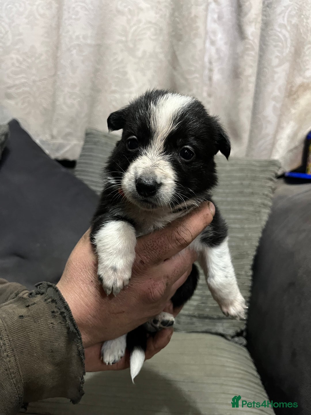 Mixed Breed dogs for sale: Collie pups!  - Advert 7