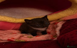 Domestic Shorthair cats for sale: 3 kittens for sale  - Image 2