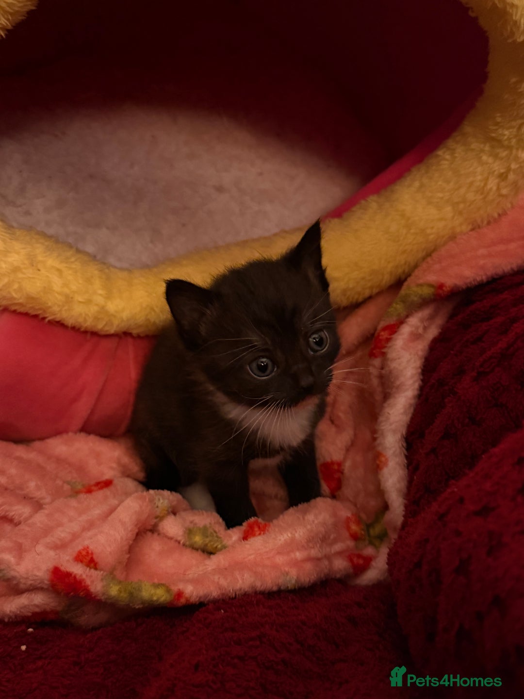Domestic Shorthair cats for sale: 3 kittens for sale  - Image 2