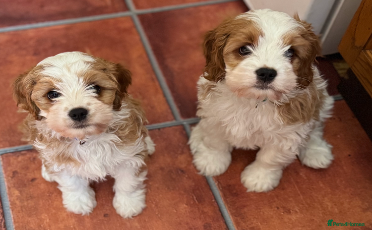 Cavapoo dogs - Advert 4