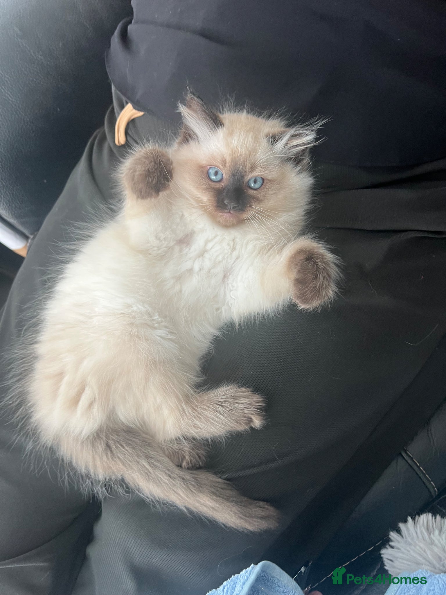 Ragdoll cats 1 Seal Point boy Ragdoll left💙🩵 - Advert 1