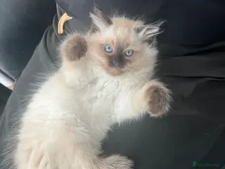 Ragdoll cats 1 Seal Point boy Ragdoll left💙🩵 - Advert 1