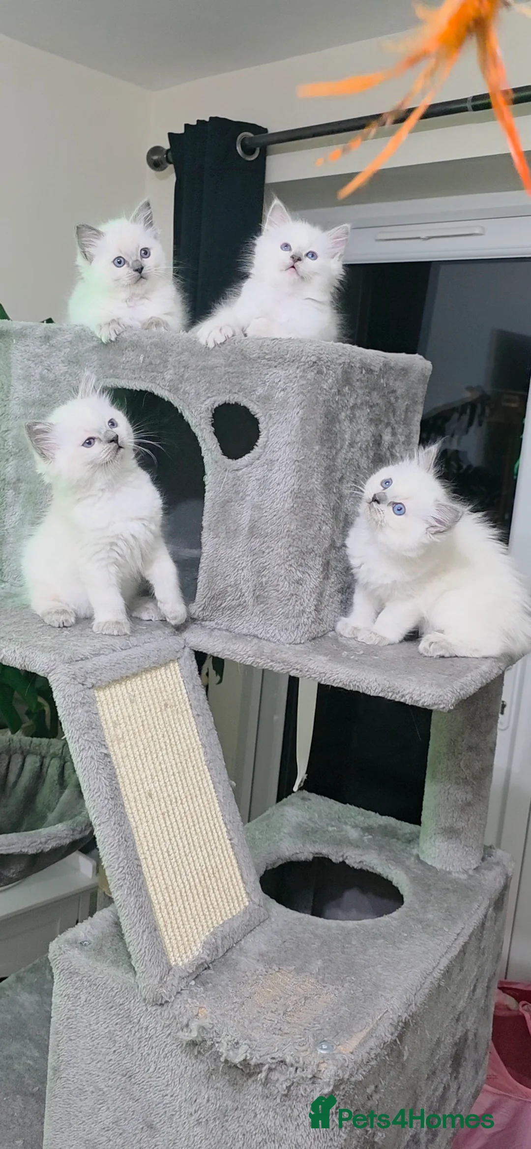 Ragdoll cats for sale: Blue point Ragdoll kittens for sale  - Advert 5
