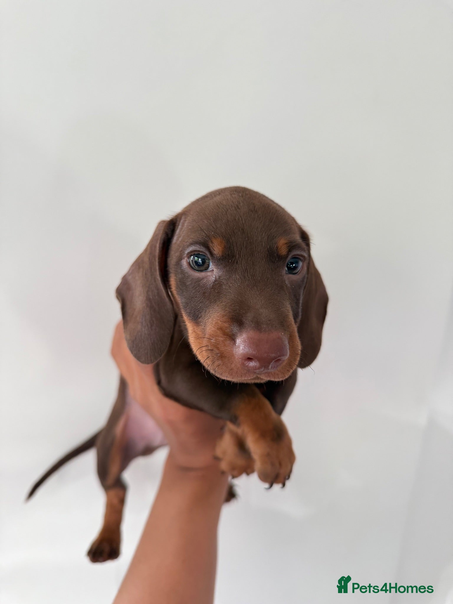 Dachshund dogs Green Eyes Dachshund Puppies - 2 Available - Advert 2