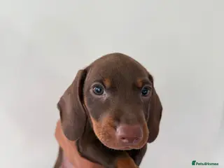 Dachshund dogs Green Eyes Dachshund Puppies - 2 Available - Advert 2