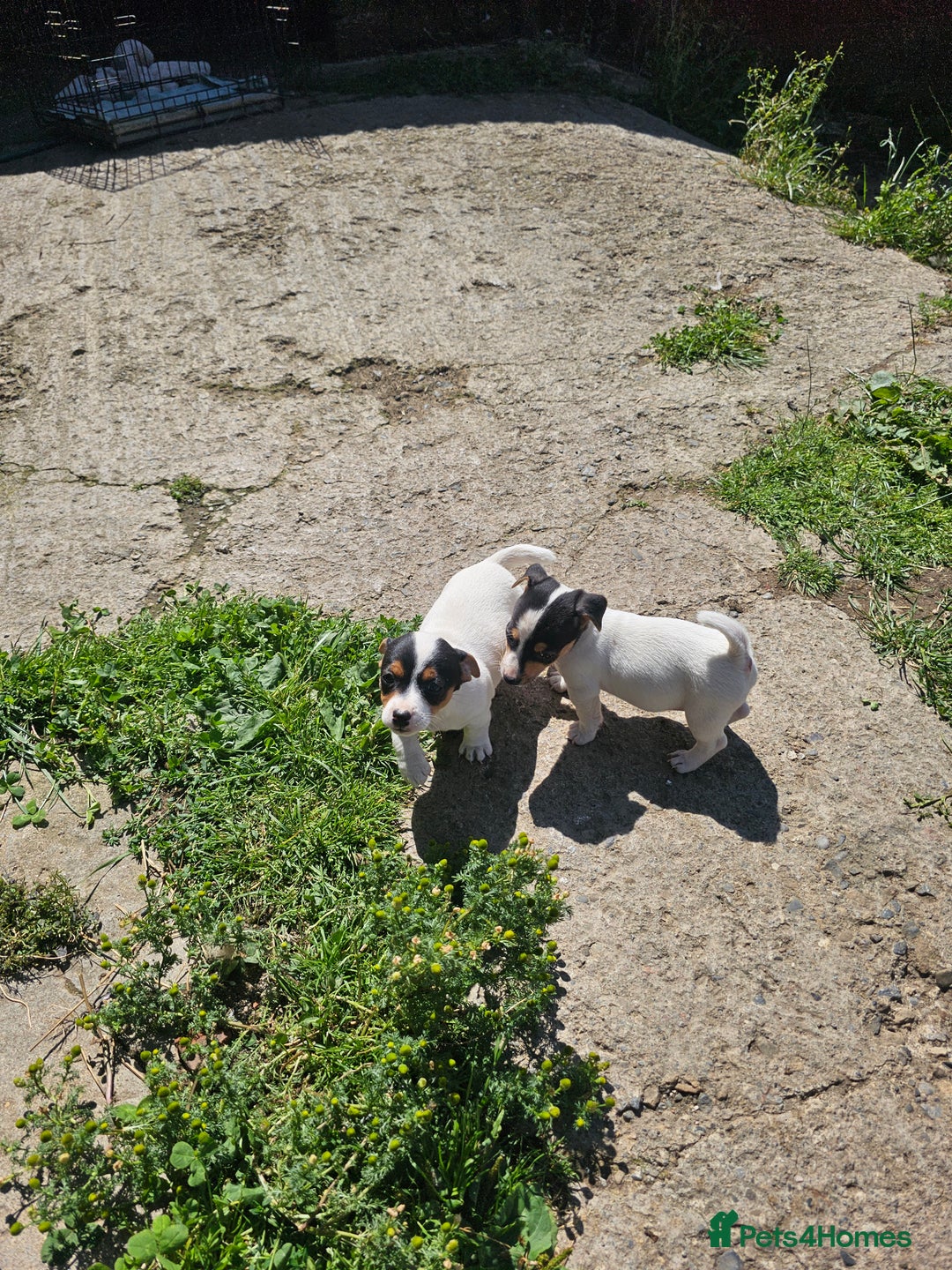 Jack Russell dogs for sale: Jack Russell puppies - Image 3