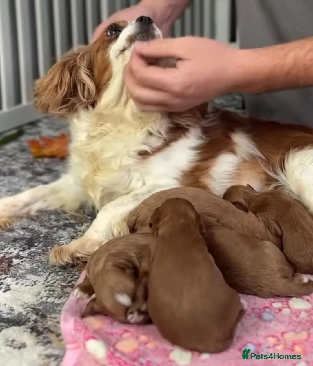 Cavapoo dogs for sale: Cavapoo puppies  in Edinburgh - Advert 1