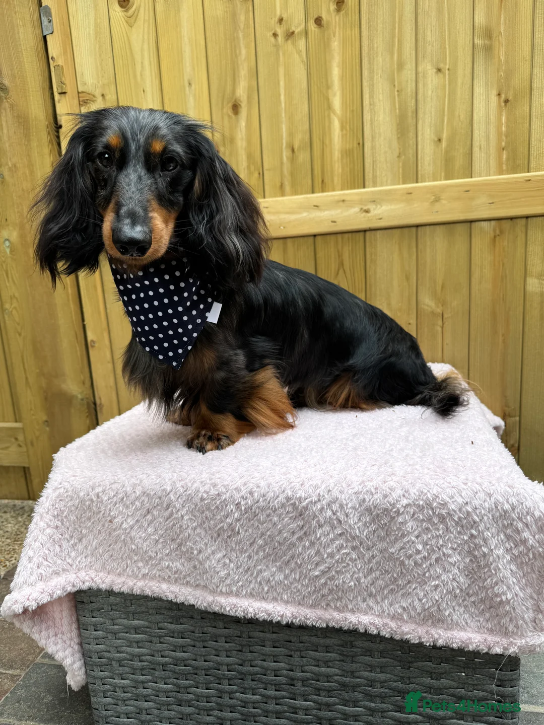 Miniature Dachshund dogs for stud: Silver dapple miniature longhaired dachshund stud in Stowmarket - Advert 9
