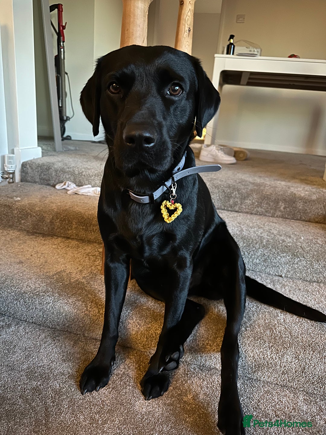 Mixed Breed dogs for sale: Beautiful Frenchie x Labrador puppies  - Advert 12