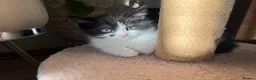 Mixed Breed cats for sale: Kittens - mixed British longhair cross - Advert 8