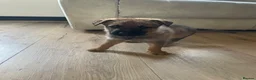 German Shepherd dogs for sale: 7 beautiful German Shepard puppies for sale  in Tilbury - Advert 7