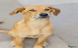 Mixed Breed dogs for adoption: Soft sweet Sophia - Image 1
