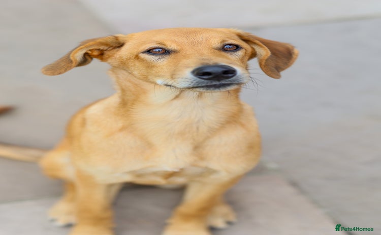 Mixed Breed dogs - Advert 4
