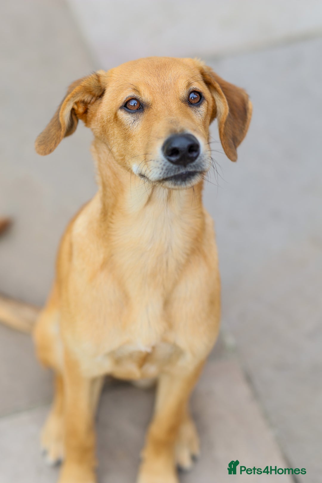 Mixed Breed dogs for adoption: Soft sweet Sophia - Image 1