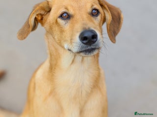 Mixed Breed dogs - Advert 27