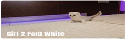 Scottish Fold cats for sale: 🐱 Scottish Fold & Scottish Straight Kittens - Advert 8