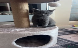 British Shorthair cats for sale: Cute male British shorthair for sale  - Image 3