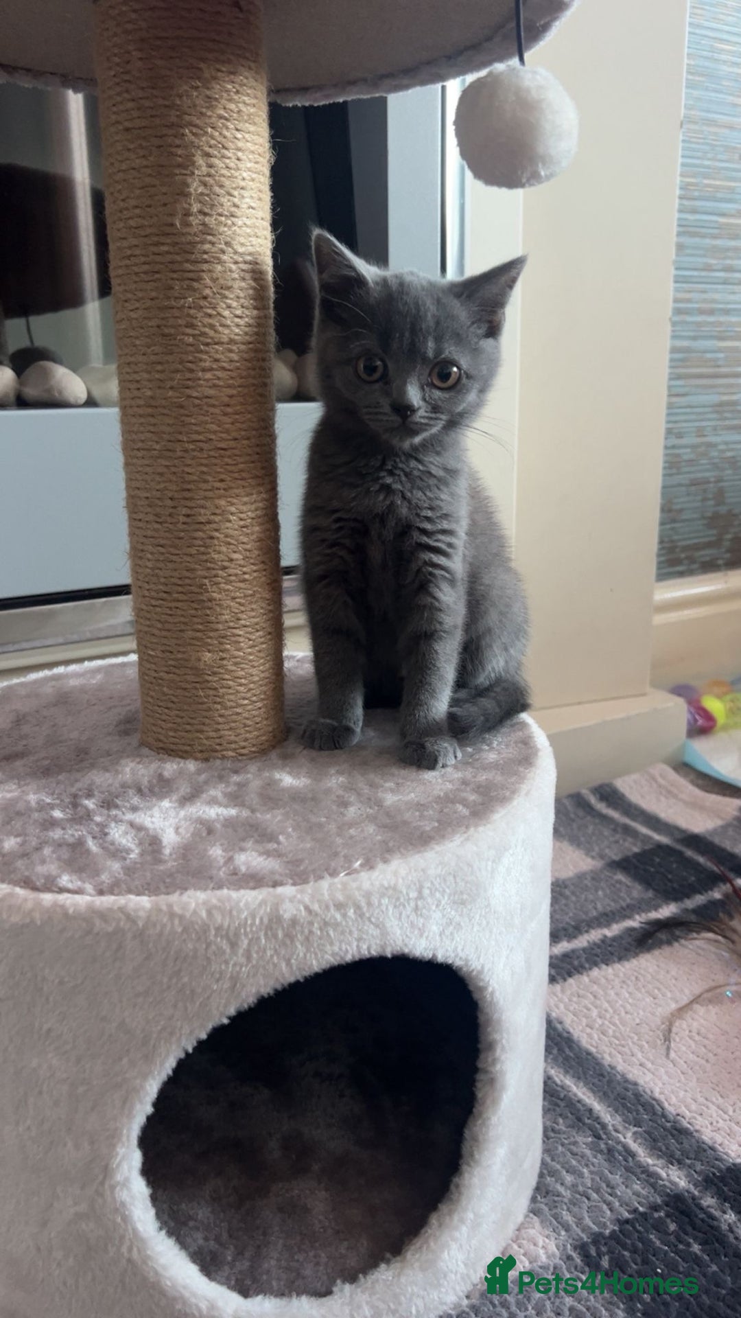 British Shorthair cats for sale: Cute male British shorthair for sale  - Image 3