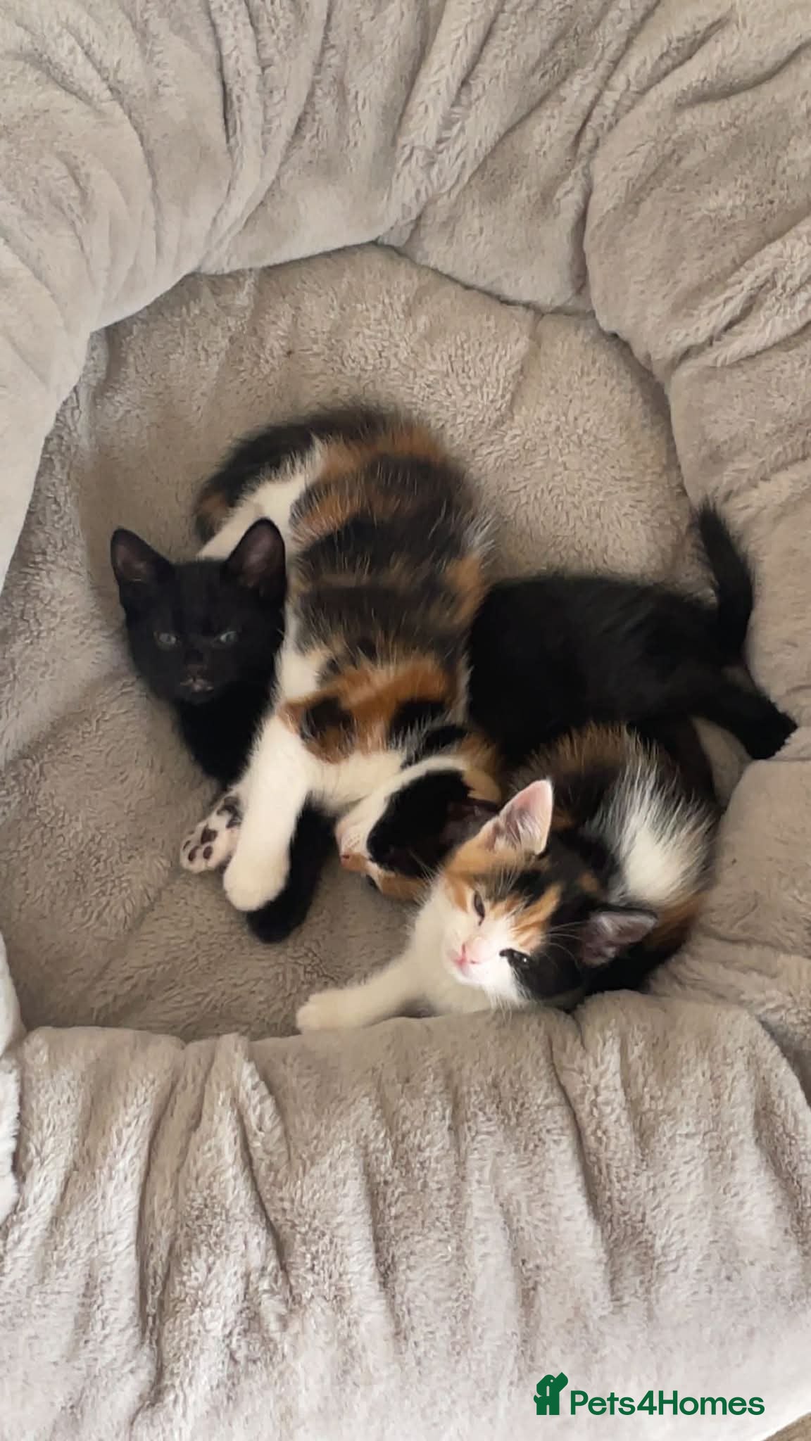 European cats Cats for sale  - Advert 15