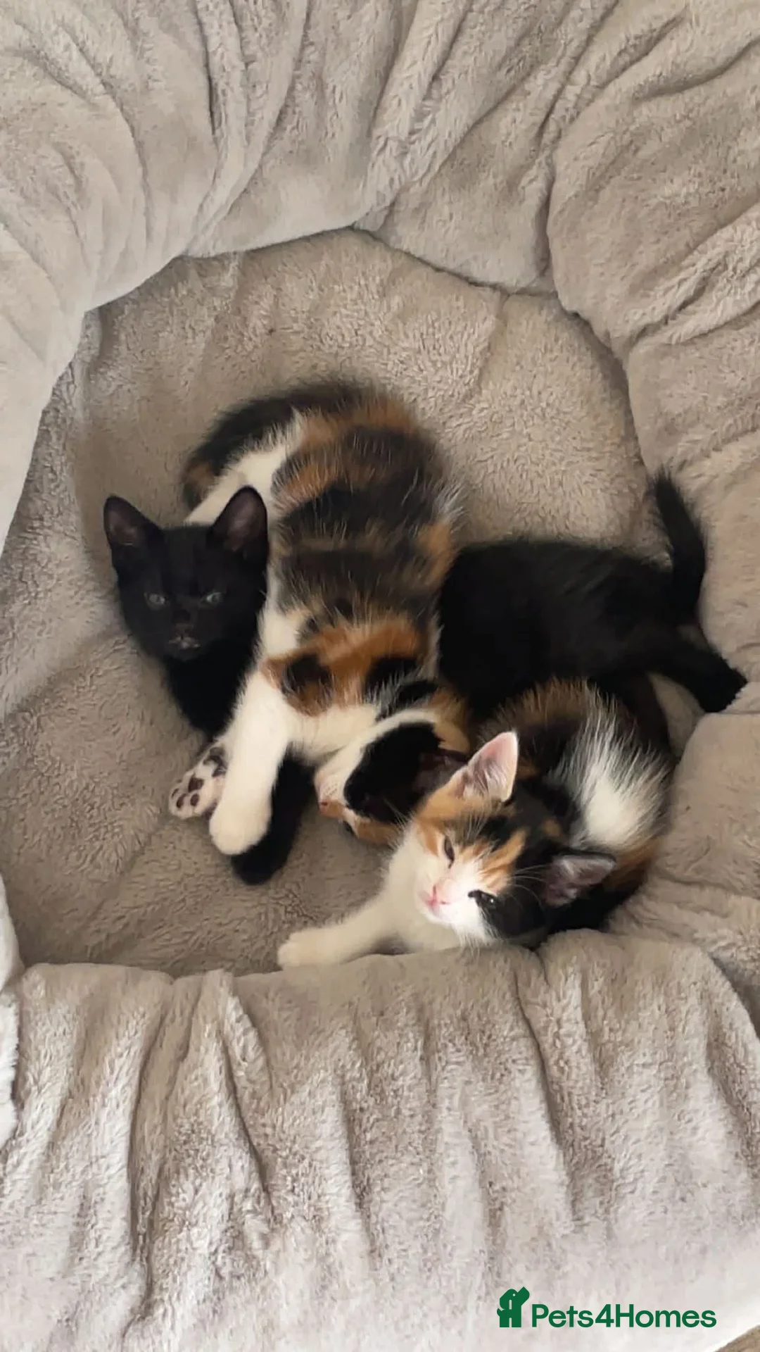 European cats for sale: Cats for sale  - Advert 1