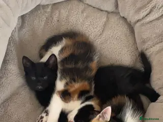 European cats Cats for sale - Advert 15